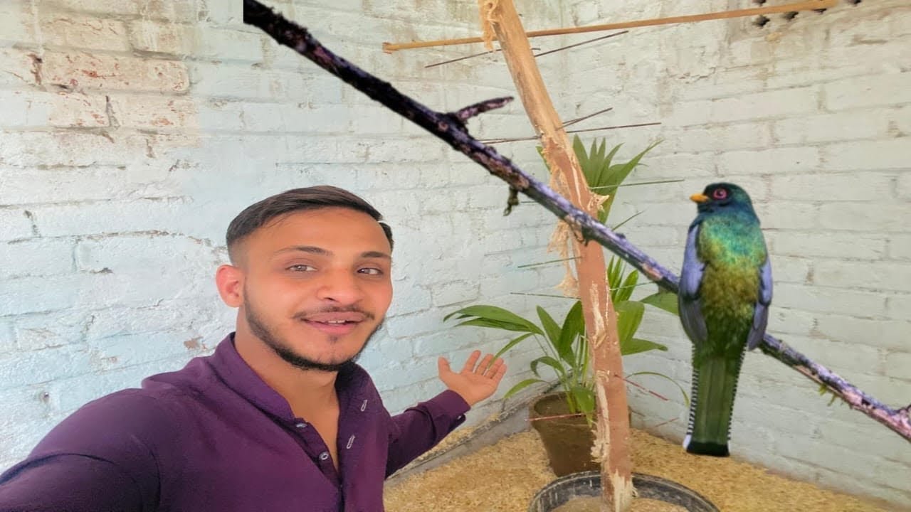 Finches Wala Cage Complete Ho Gaya Hai🥰