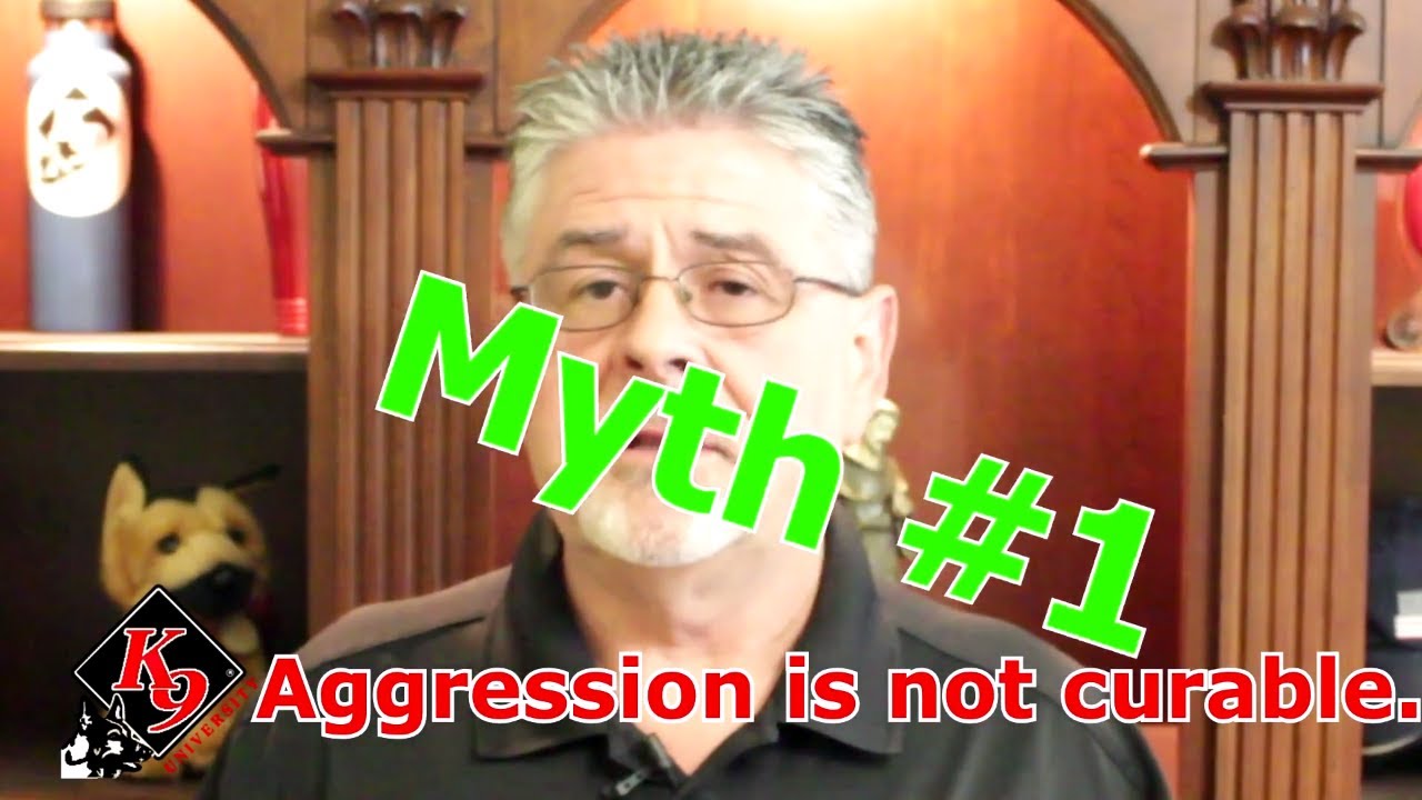 Common myths of dog aggression