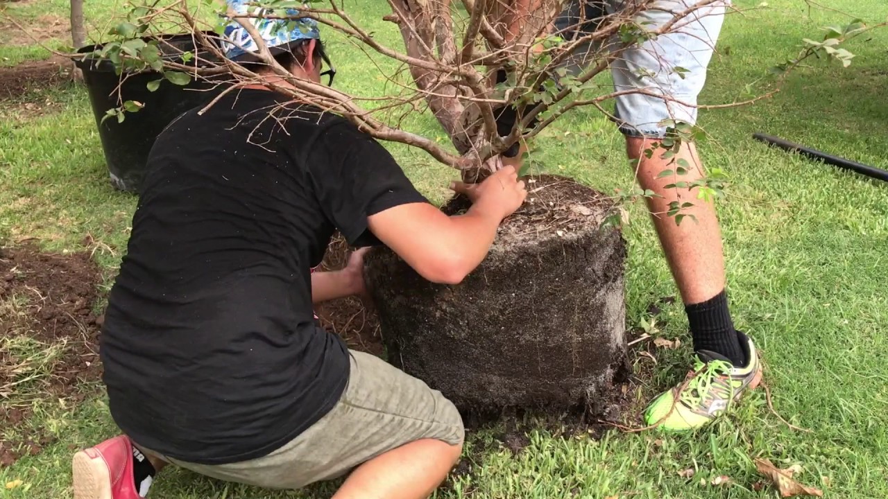 Planting a 25 gallon Jaboticaba Tree