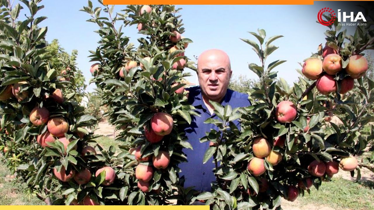 Karaman’da Dalları Elma Bastı