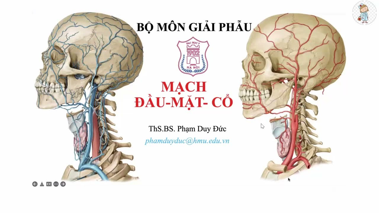 MẠCH ĐẦU - MẶT - CỔ | ThS. BS. Phạm Duy Đức