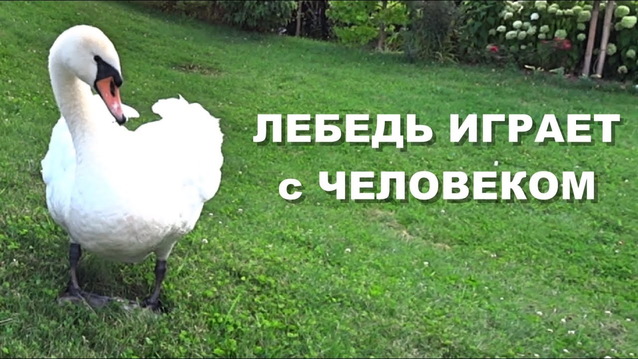 Лебедь играет с человеком