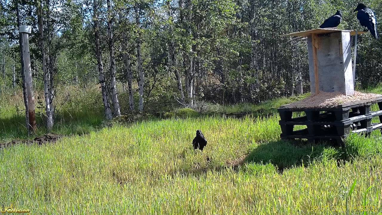 Riistakamera korppi puhuu