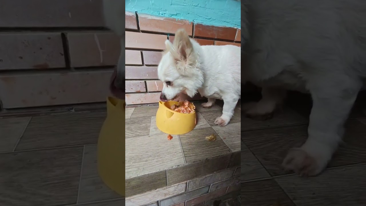 beeg boi devouring beeg burito