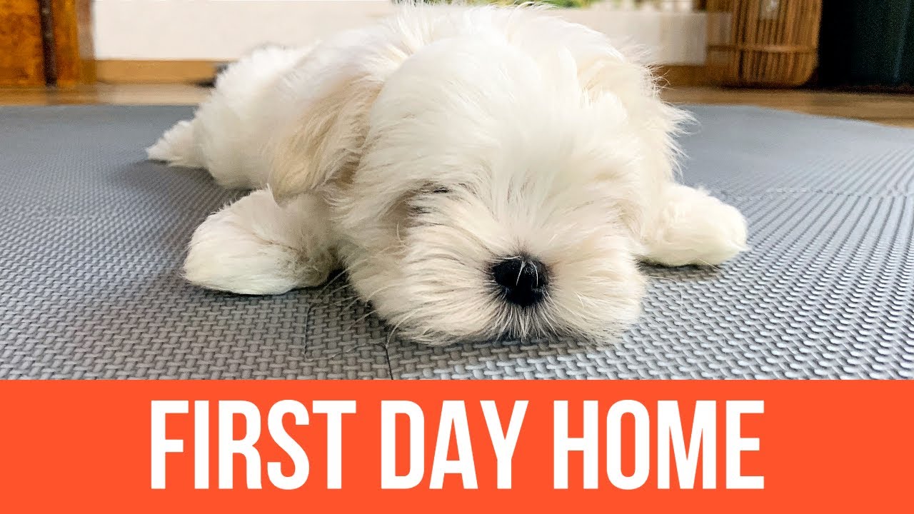 FIRST DAY OF OUR NEW PUPPY 🐶 Getting a Maltese 🥰 Cute Dog Video
