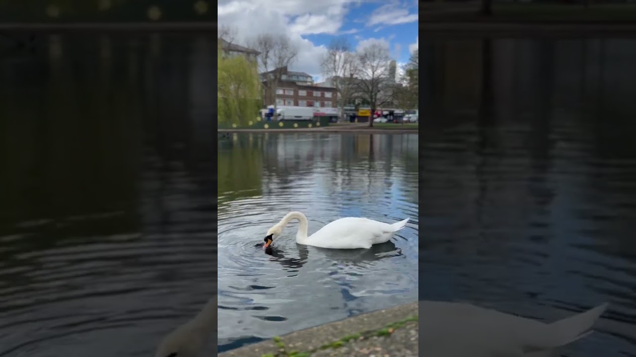 Finding tranquility in the simple joys of nature, watching a #duck #naturelovers  #londonwildlife