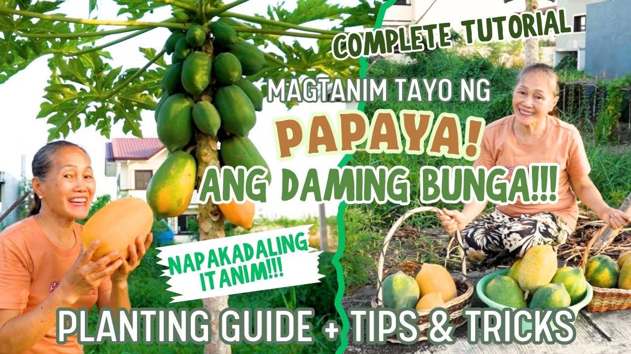 MAGTANIM TAYO NG PAPAYA! (ANG DAMING BUNGA!) TIPS&TRICKS Papaya Planting Tutorial | Haydee's Garden