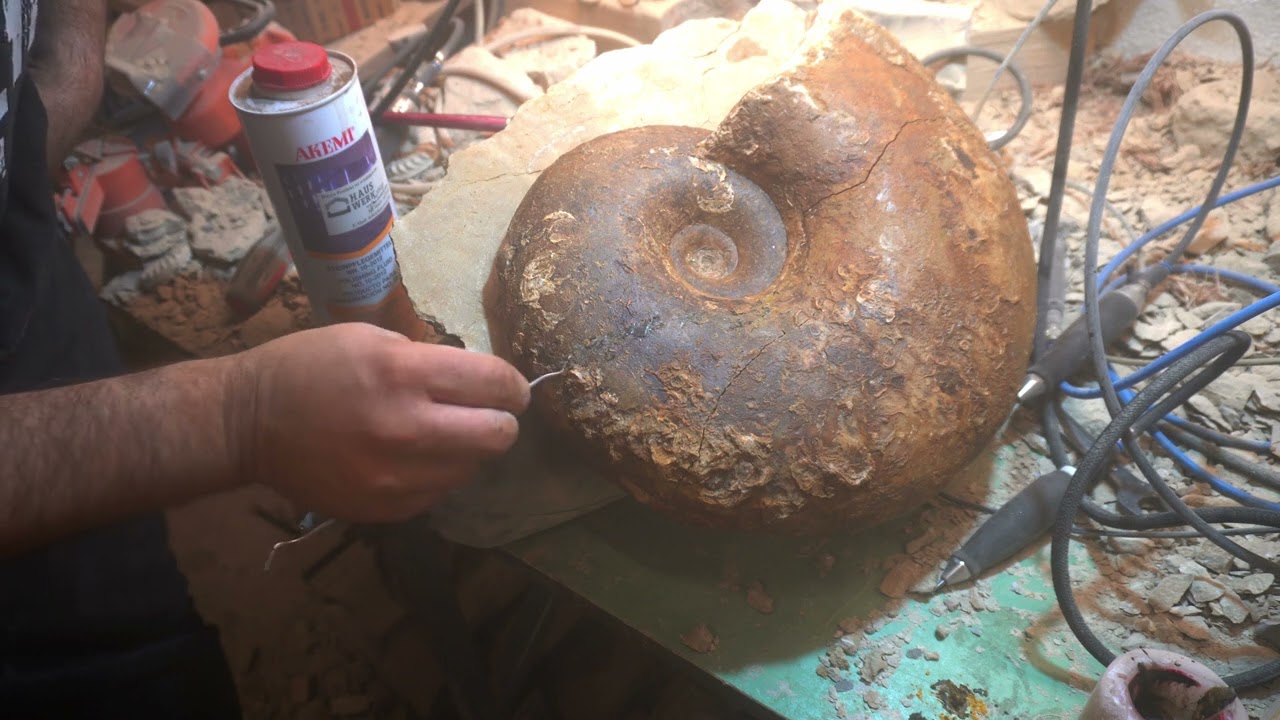 Giant ammonite from Burton Bradstock Lytoceras 7
