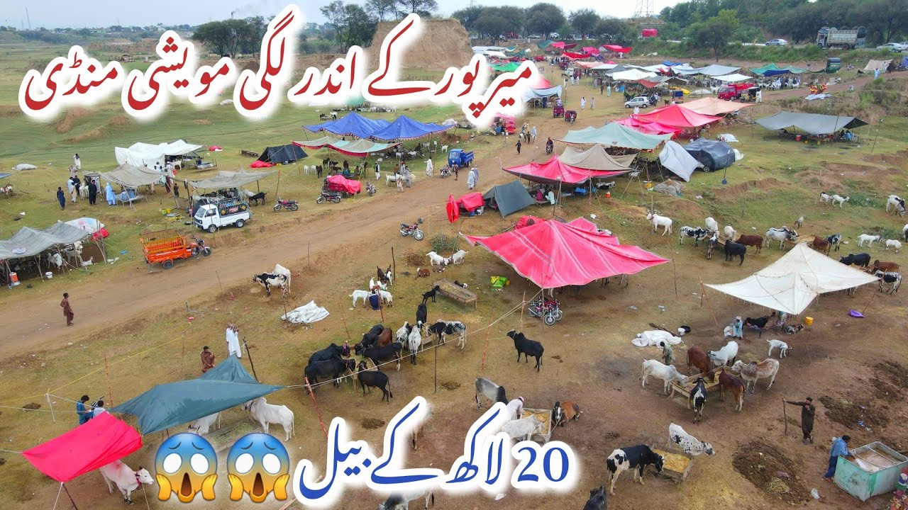 Cattle market inside Mirpur || Mirpur Azad Kashmir || بیس بیس لاکھ کے بیل