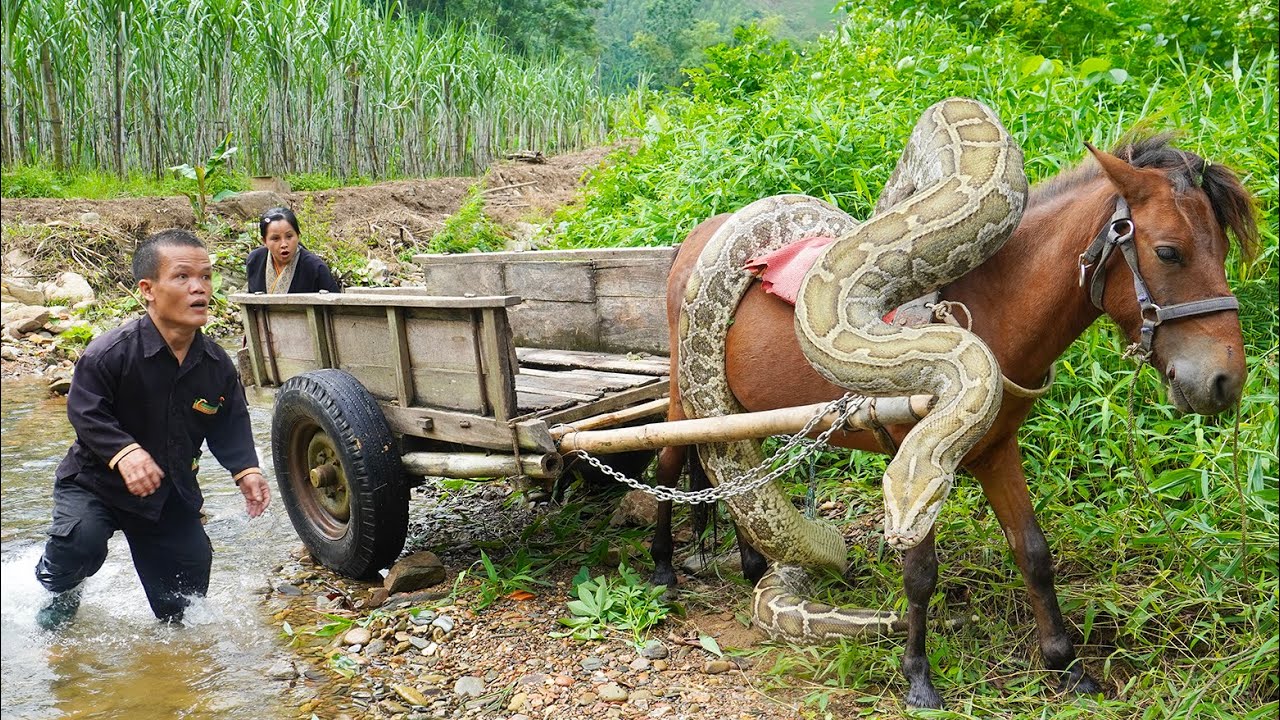 Giant Python Attacks Dwarf Family's Horse | Dwarf Family Harvesting Sugarcane Attack by Giant Python