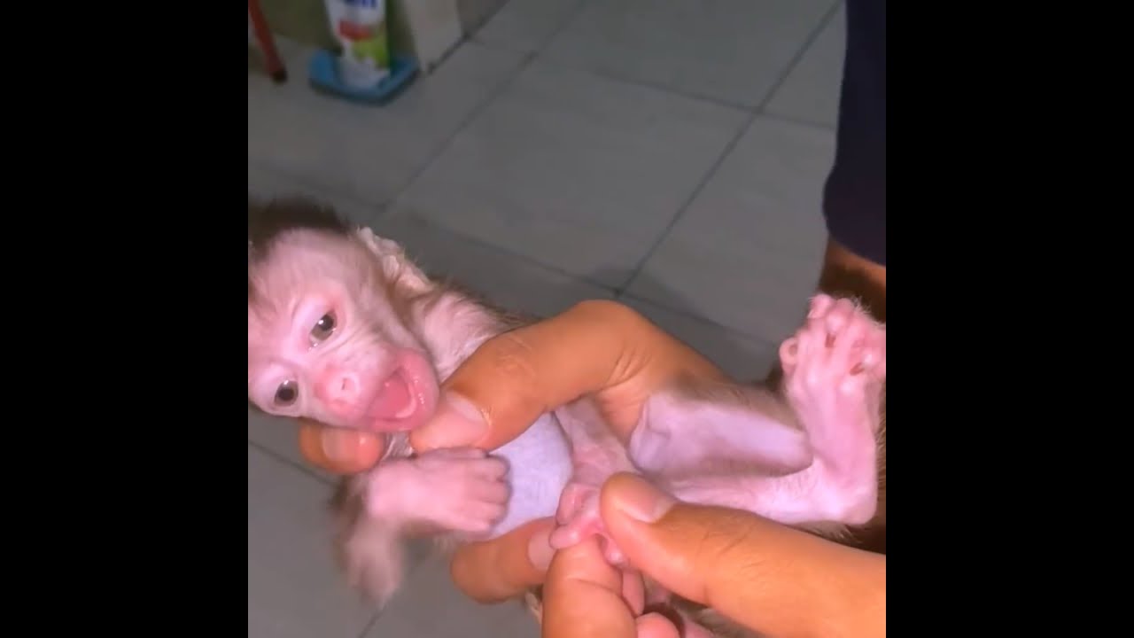 Abandon Newborn Baby Screaming When Checking body