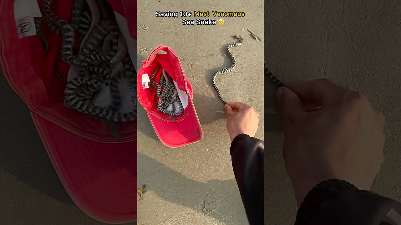 Rescue Mission: Saved 10+ most venomous sea snake 🥺