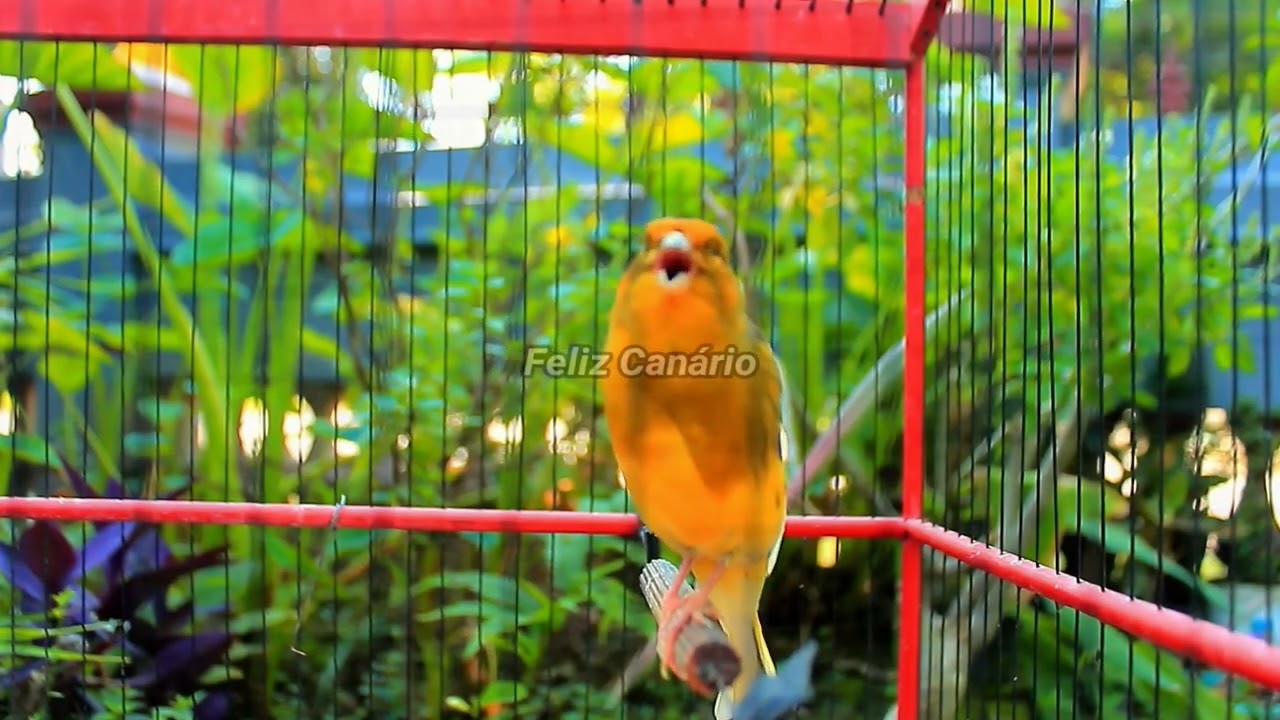 Eu Canto Muito Forte  Can&aacute;rio Belga Feliz Dan&ccedil;ando Salsa para Acasalamento 2026 &ndash; Feliz Canario 31