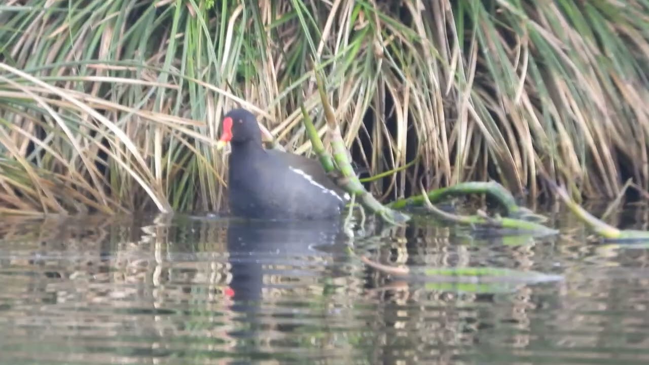 Plan d'eau   Côtes d'Armor
