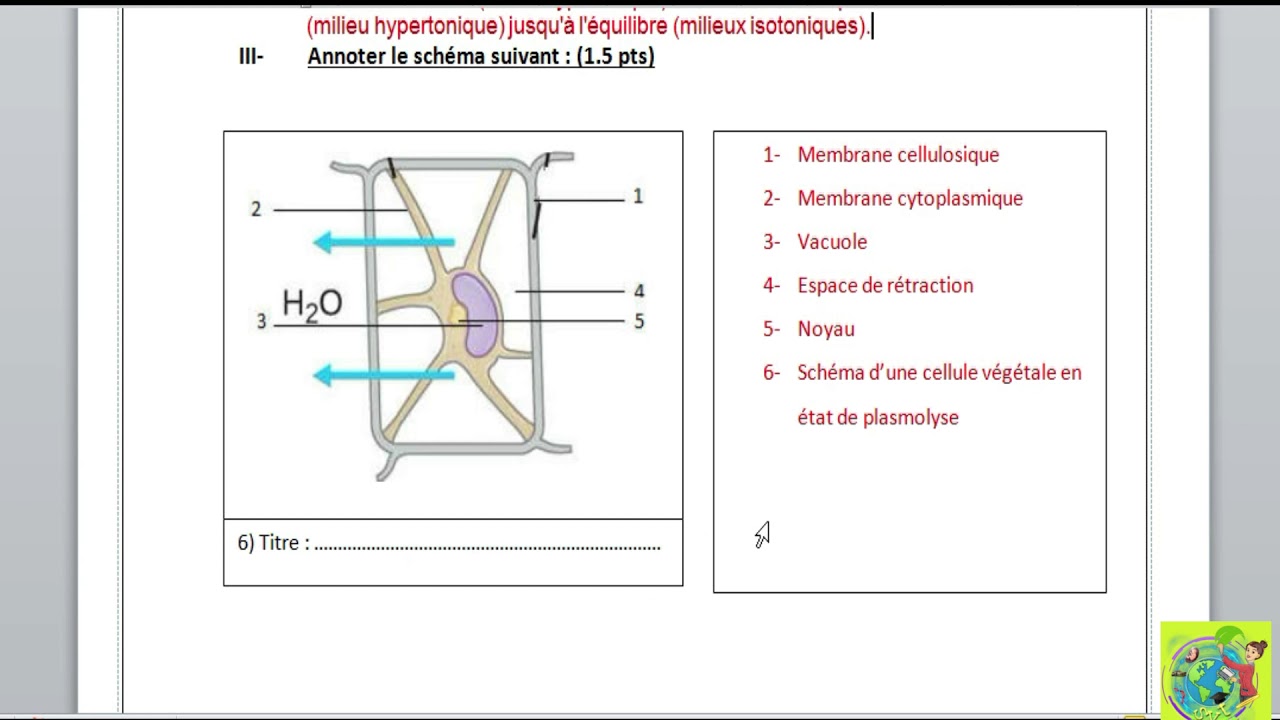 Correction du contrôle N°2, S2, Production de la matière organique, absorption de l'eau et sels M.