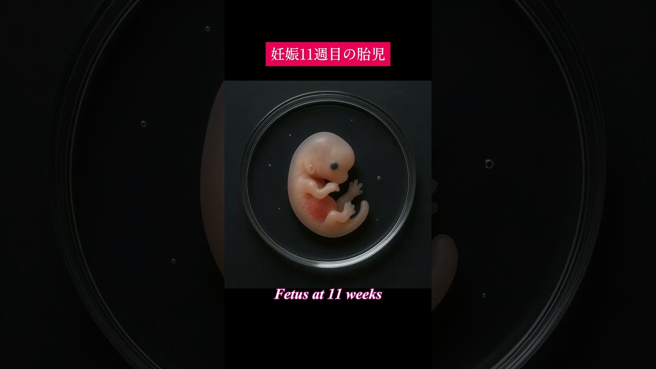 FATAL DEVELOPMENT : 2~25 weeks👼 #pregnancyjourney #babyjourney