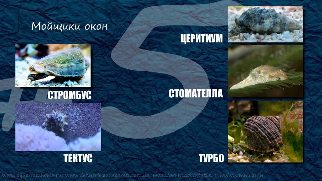 ТОП-10 Санитары морского аквариума