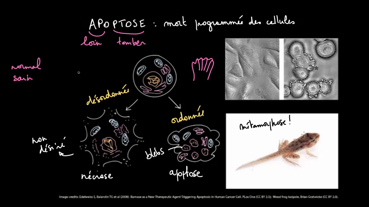 L'apoptose