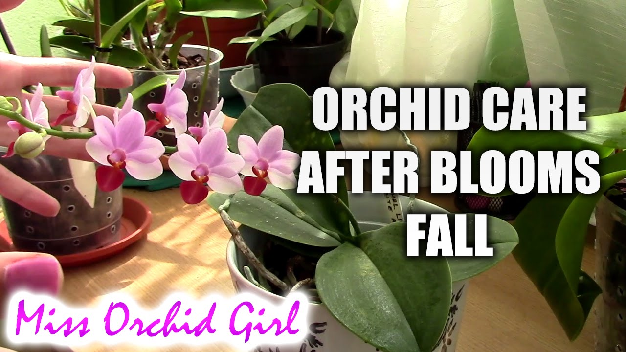 How to care for orchids after blooms fall