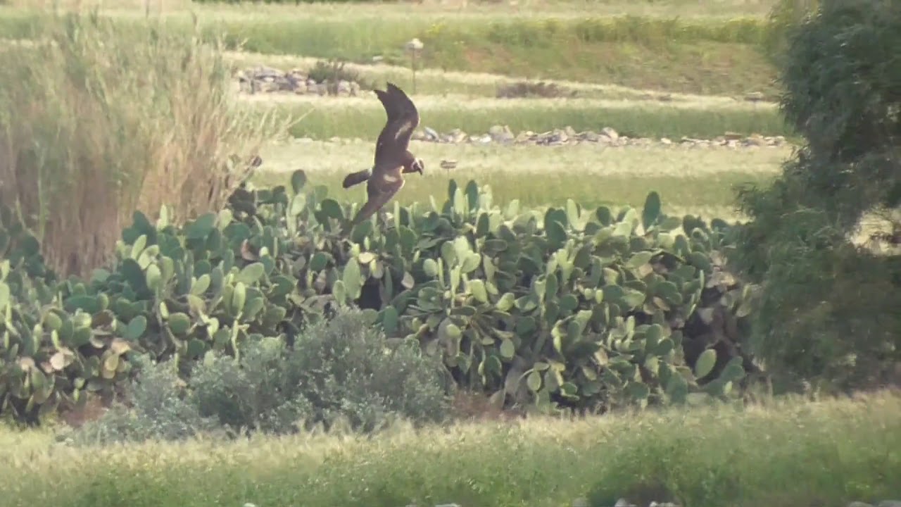 Injured Pallid Harrier observed on the first day of the 2018 spring hunting season