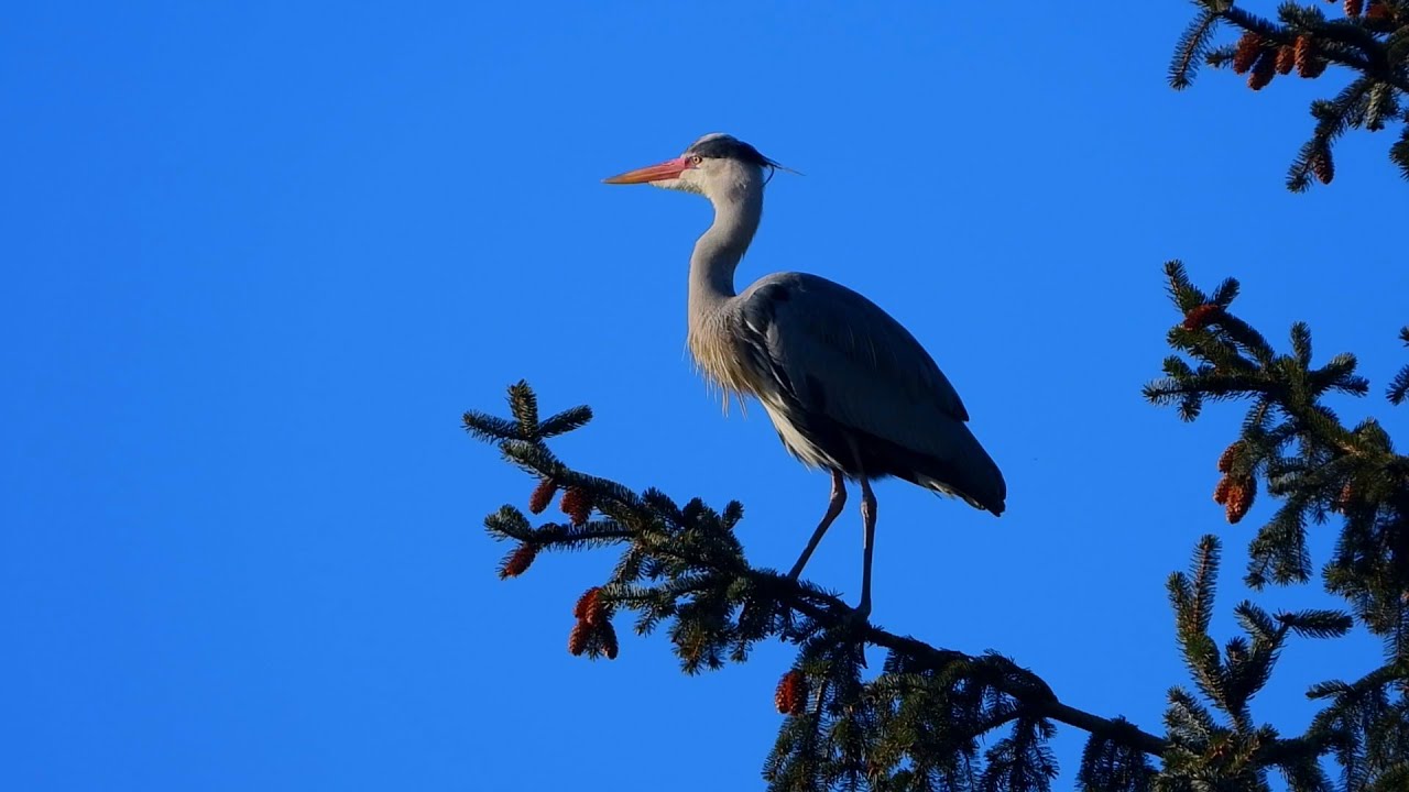 Grey heron Call,Gr&aring;hegre,H&eacute;ron cendr&eacute;,Blauwe reiger,Garza real,nest,song,Gr&aring;h&auml;ger l&auml;t,Graureiher Ruf