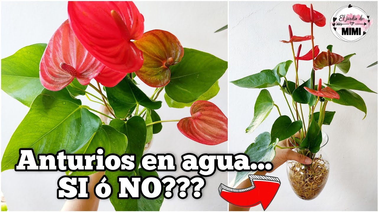 Cómo cuidar los anturios en agua | Cosas positivas y negativas de tenerlos en agua ❤️