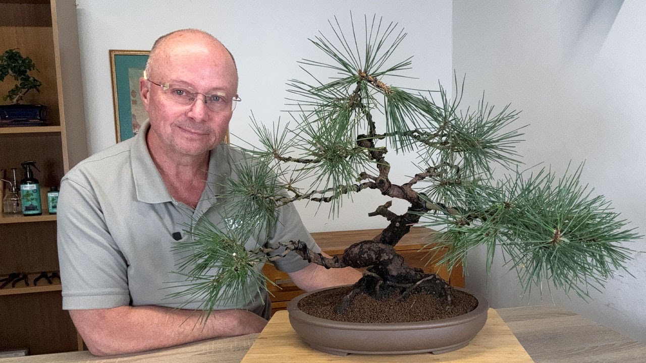 Japanese Black Pine Bonsai Tree - Cleaning, Styling & Wiring | 55 years old