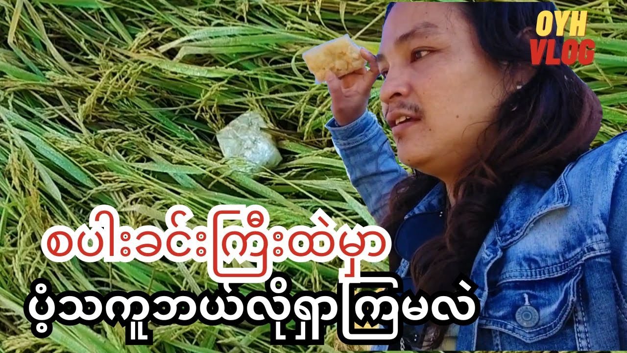 လယ်ရိတ်သူတွေကို ပျော်အောင် ပံ့သကူပစ်ပေးကြတယ် ဓလေ့အသစ် အတာရွာ ကျောက်ပန်းတောင်း (တောဓလေ့)