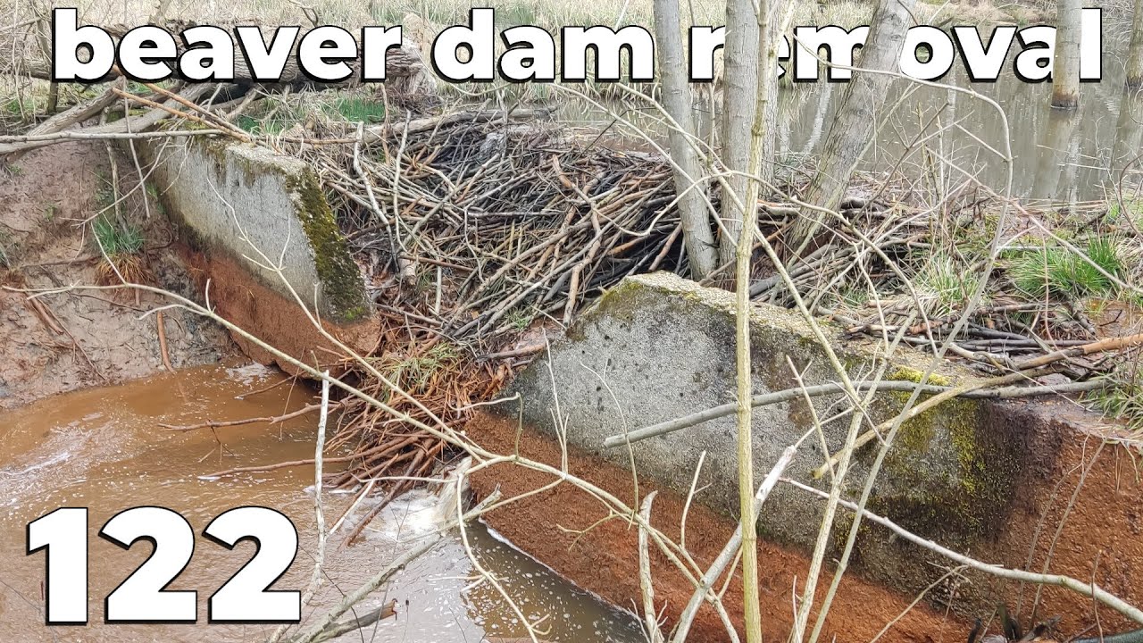 Beaver Dam On An Old Concrete Penstock - Manual Beaver Dam Removal No.122