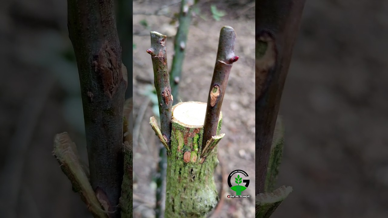 Rose grafting - Bud grafting rose plant care #rose #roses #grafting