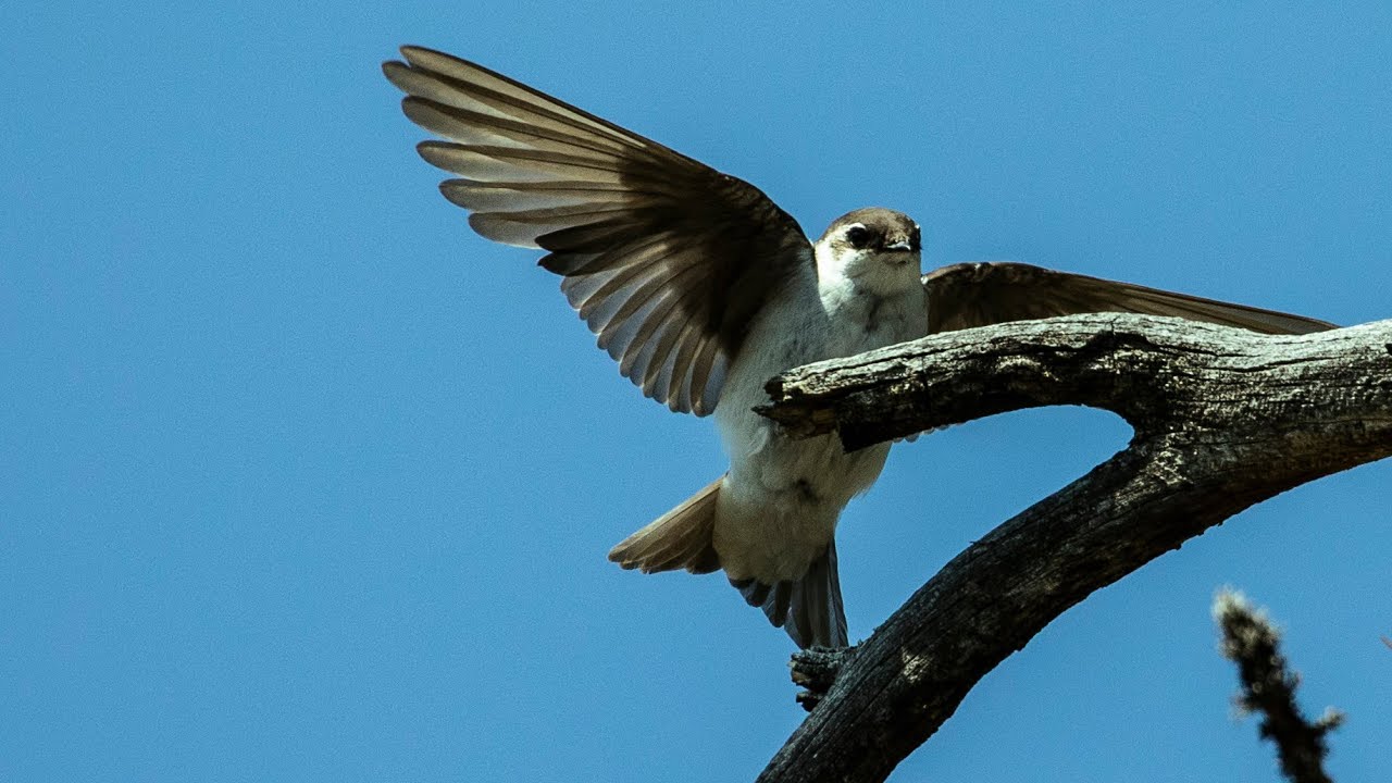 CAVITY NESTING BIRDS