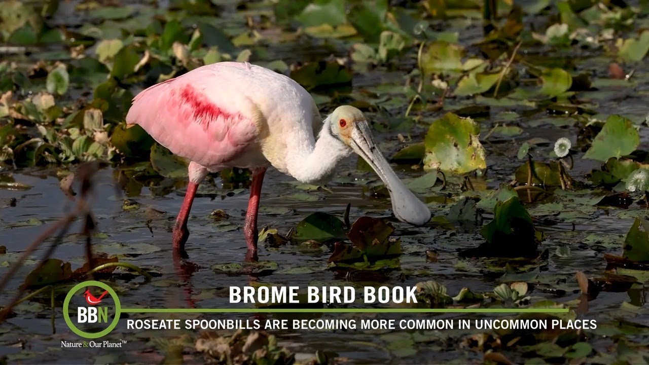 BBN S7:E20 - Intro to Binoculars, Birds & Wasps, Roseate Spoonbill, Downy Woodpecker