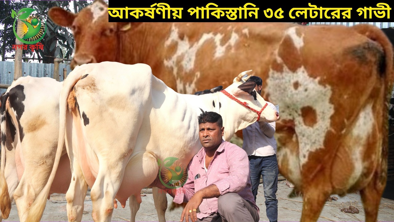 রিপন কাকার পাকিস্তানি বর্ডারক্রস ৩৫ লেটারের সেরা গাভী ! ১৮-৩৫ লেটারের মধ্যে ইন্ডিয়ান দুধের গাভী