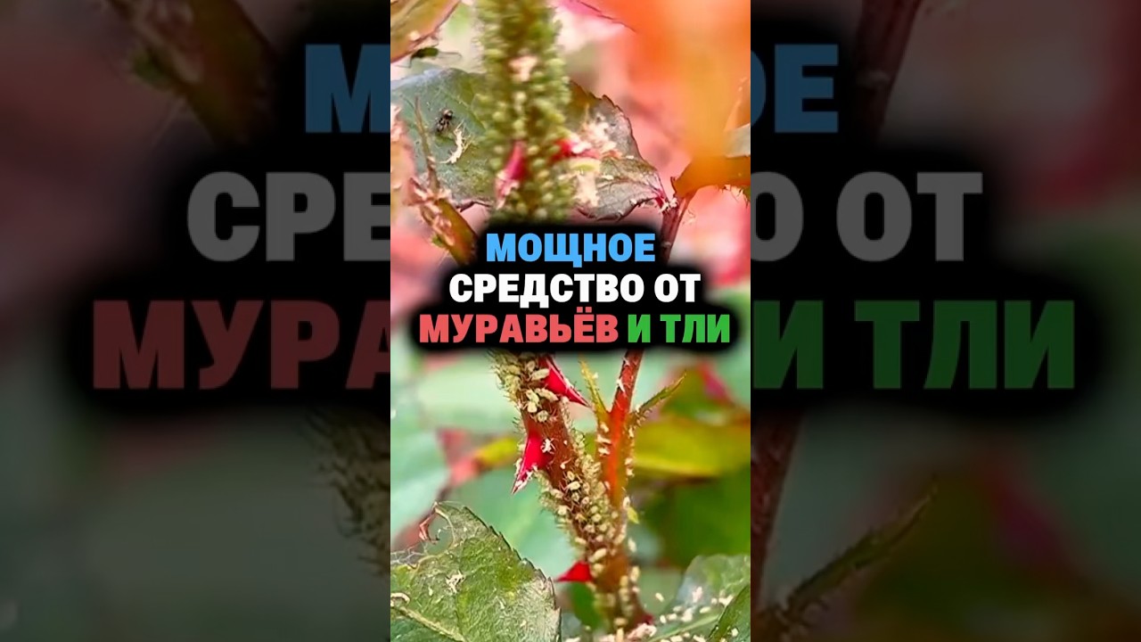 Это реально самое лучшее средство от муравьев и тли #муравьи  #тля  #обработка  #урожай  #огород