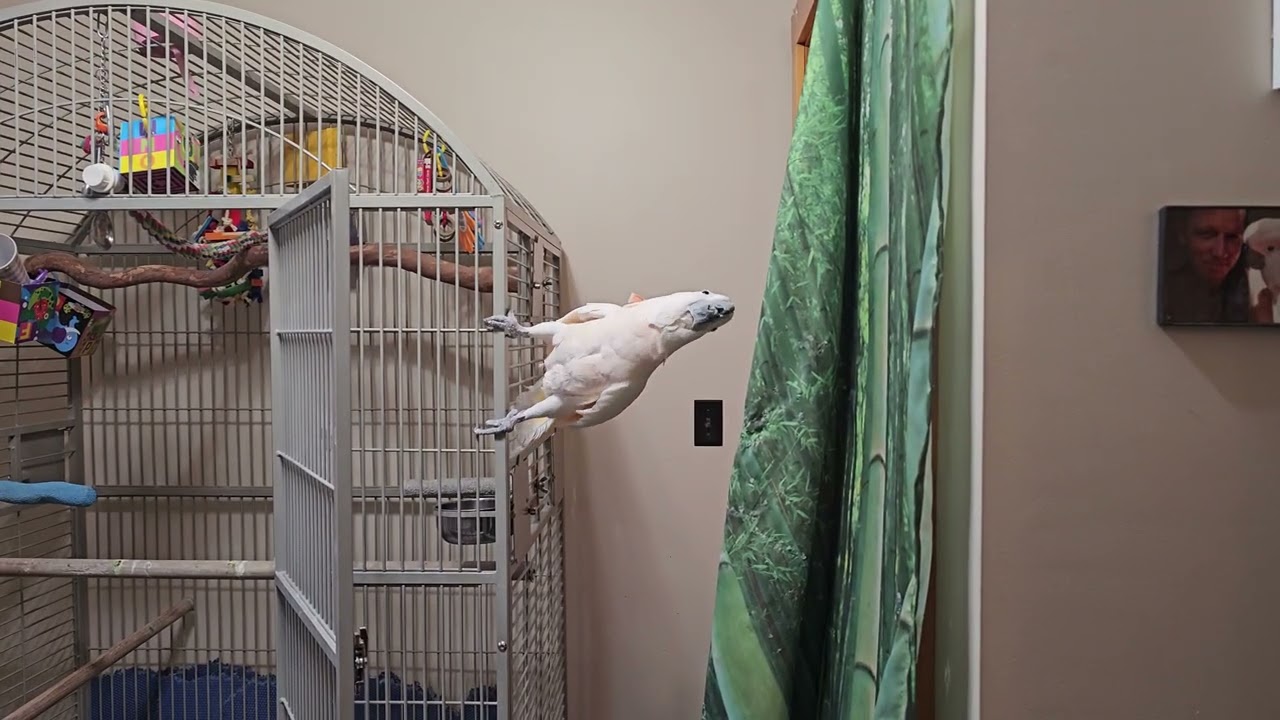 Cockatoo Wants To Redecorate His Room!