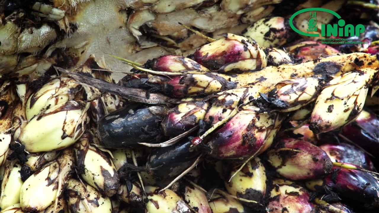 Enfermedades en el cultivo de palma