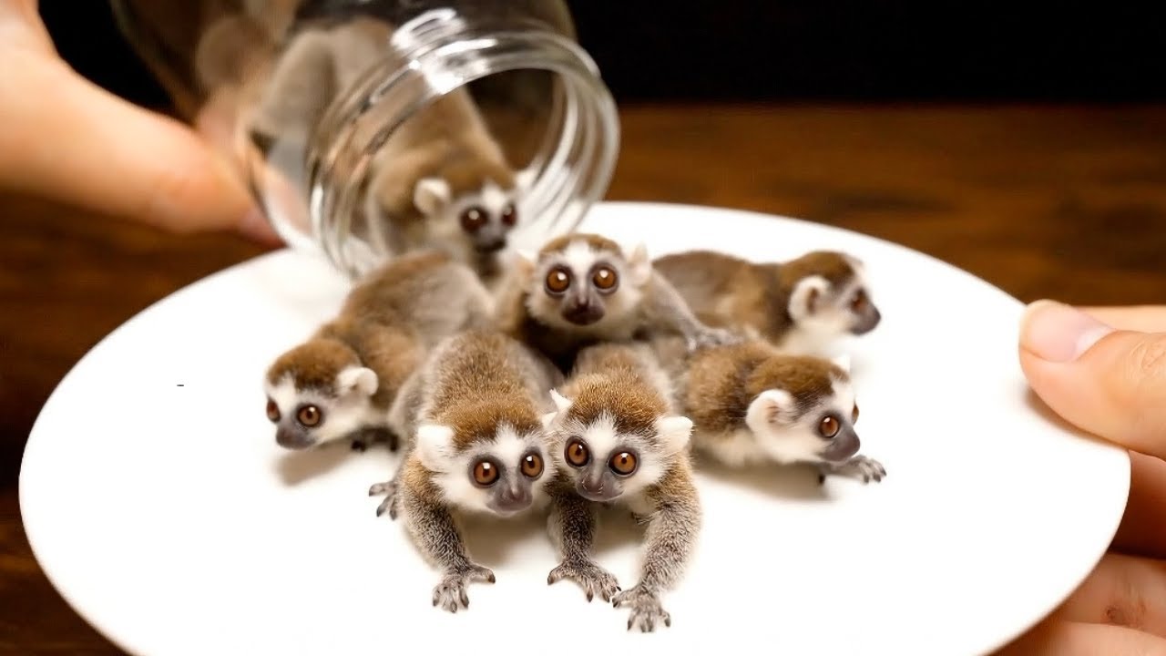 Cute Animals in a Jar | ASMR for Sleep, Focus, Relaxation