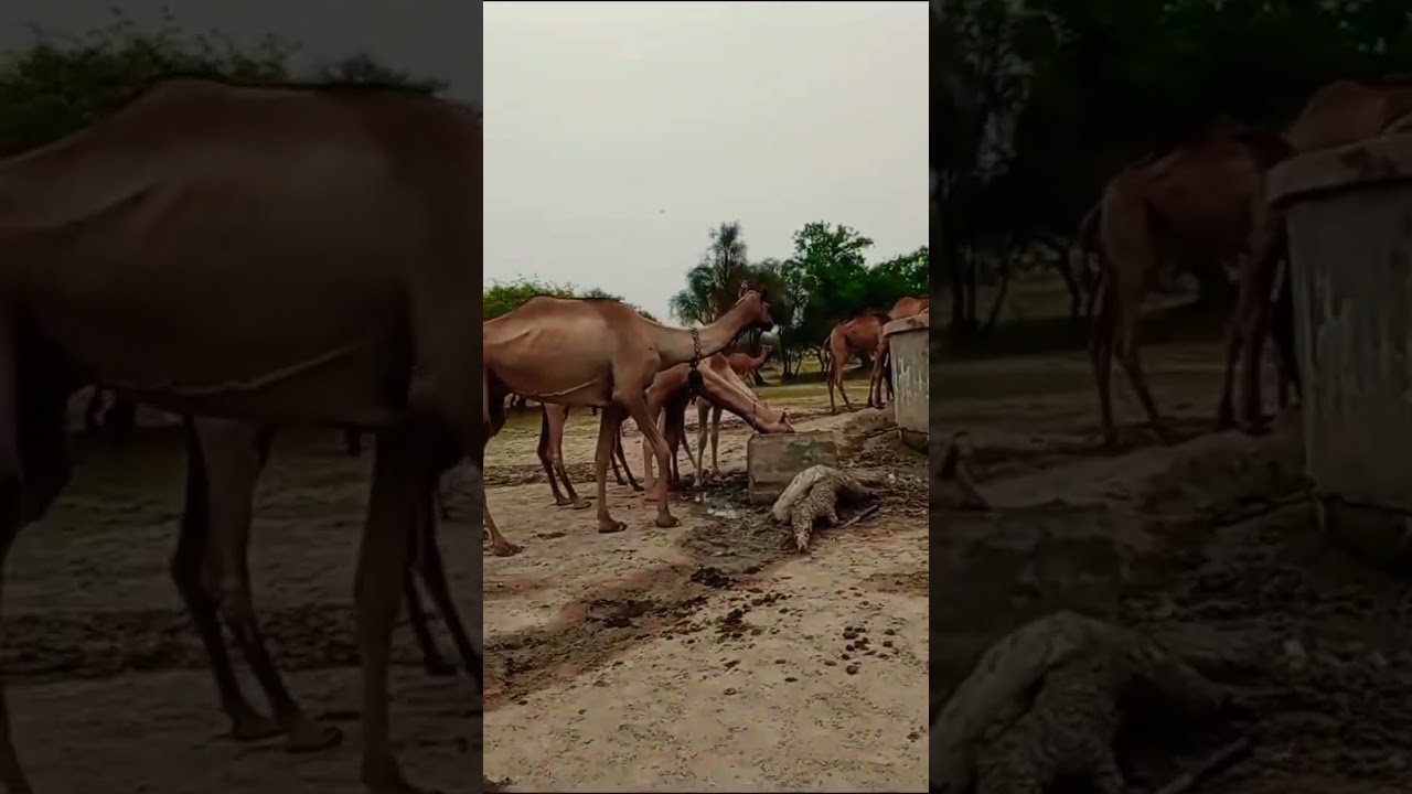 camel in happy mood, drinks water 🐪 and making fan