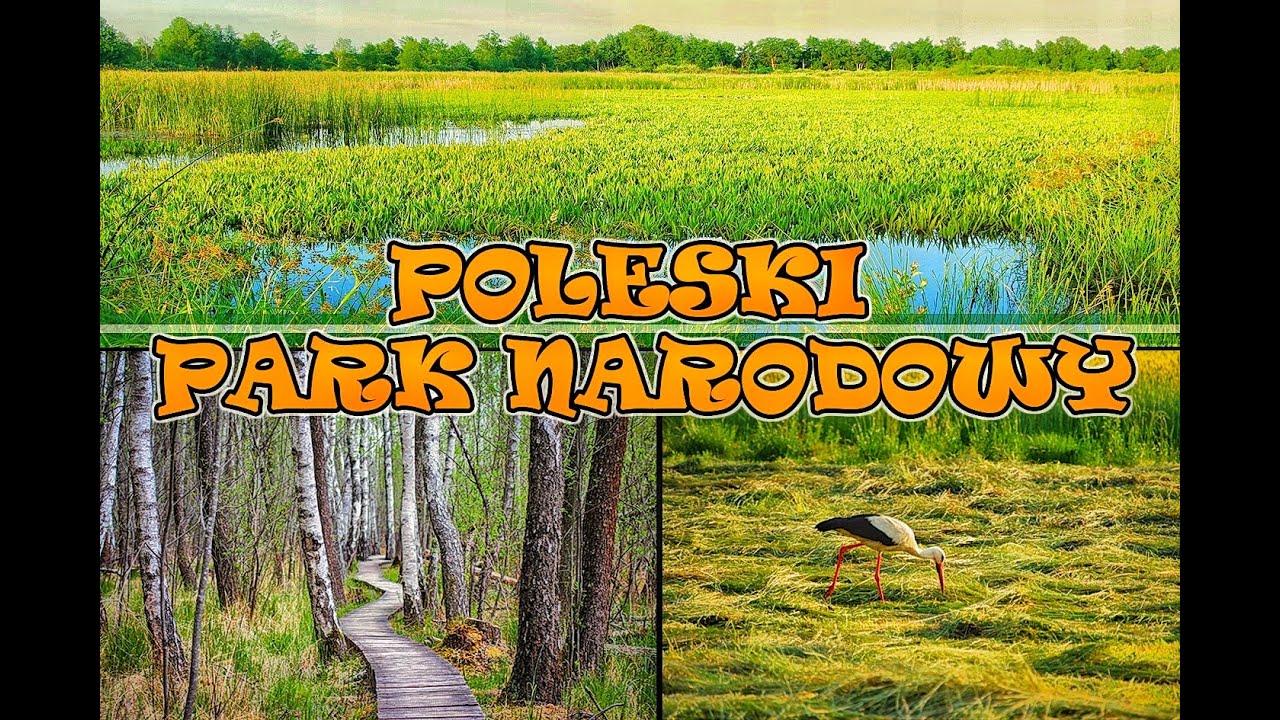 Pamiętnik z wakacji #3   Poleski Park Narodowy 1/2