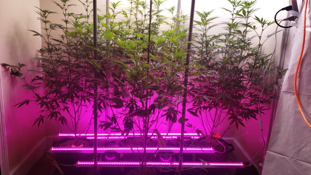 Week 2 Flower 13 EPIC STRAINS! & FCE-8000 + 12 System AUTOPOTS!!!