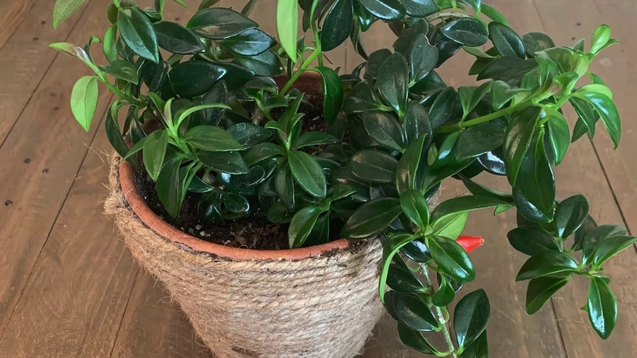 Goldfish Plant Care | Light Requirements, Watering and Propogation