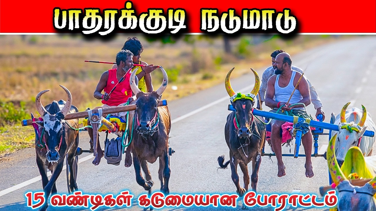 பாதிரக்குடி பெரியமாடு பந்தயம்  06/02/2026 #krish_studio_kattumavadi