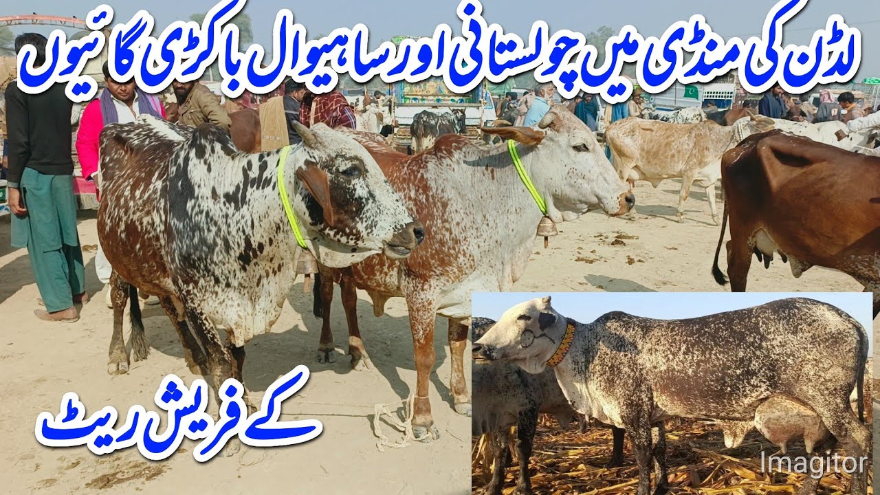 لڈن کی منڈی میں چولستانی اور ساہیوال کی دودھ دینے والی گائیں باکھڑی گائیوں کے فریش ریٹ 
