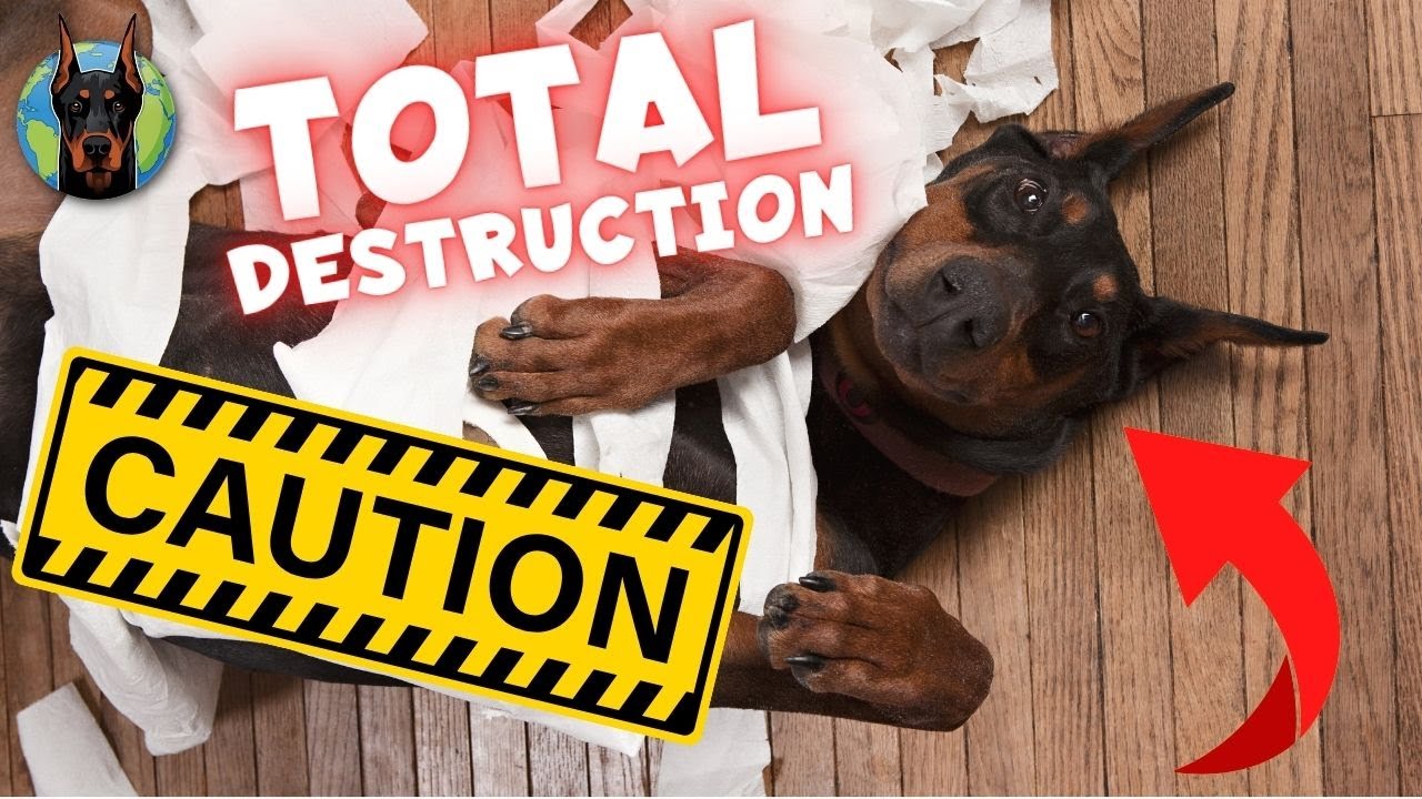 Will a Doberman Destroy Your House if Left Alone?