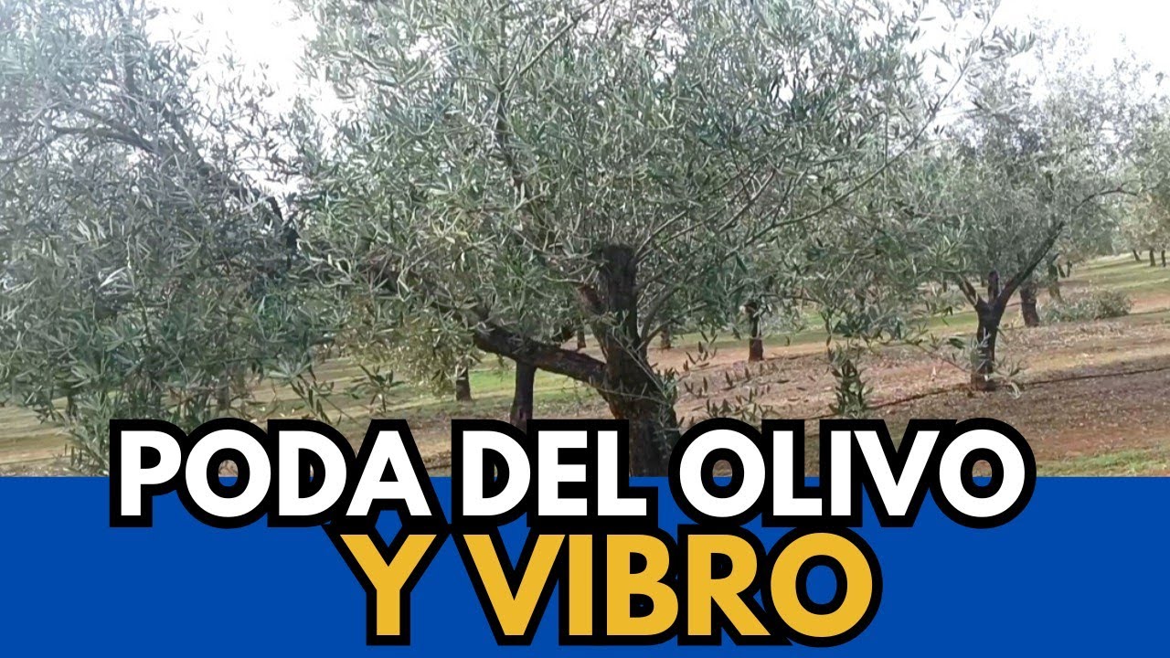 🟥 DESTROZO en Olivos por MALA Poda