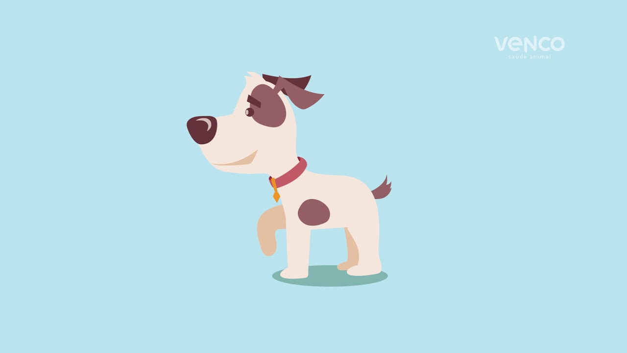 Parvovirose em cães: sintomas, tratamento e prevenção!