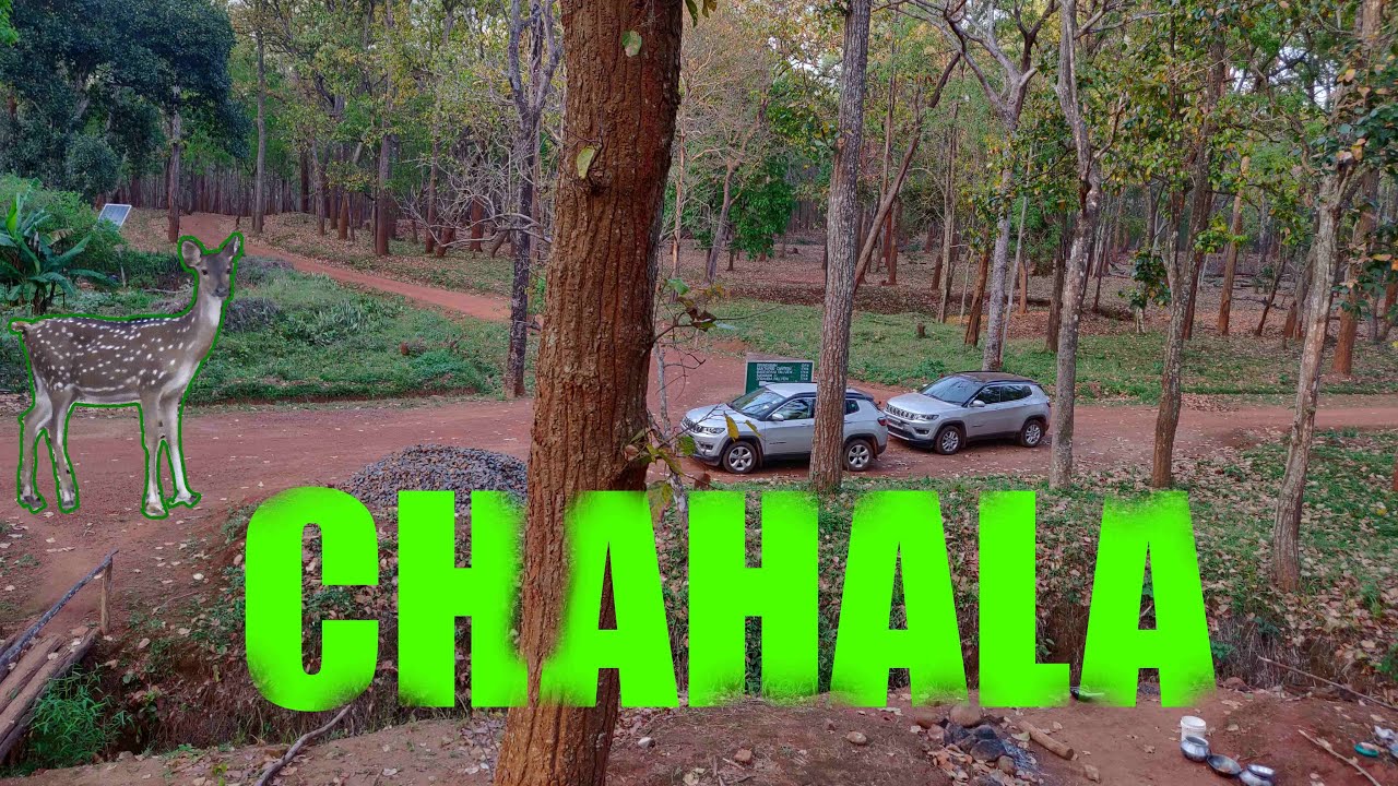 Chahala Similipal Core Area Drive | Wildlife In Similipal | Mayurbhanj Tourism | Odisha Dekho