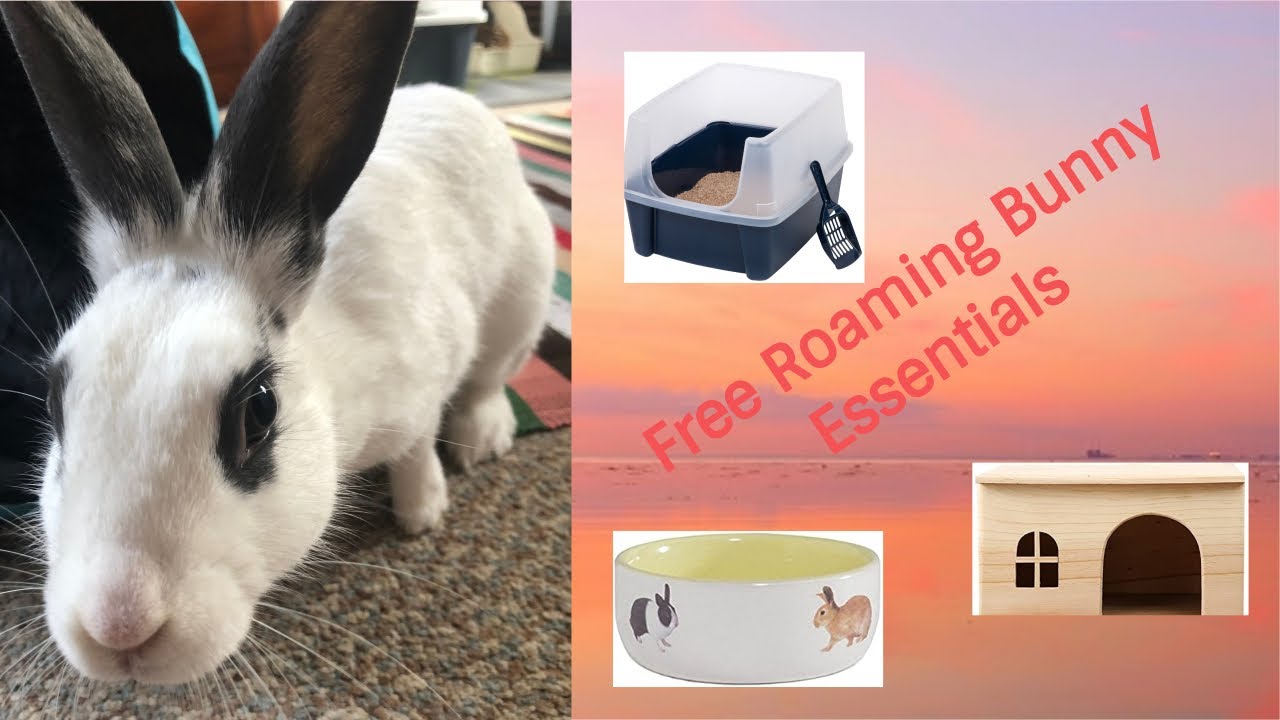 Essentials for Your Free Roaming Bunnies