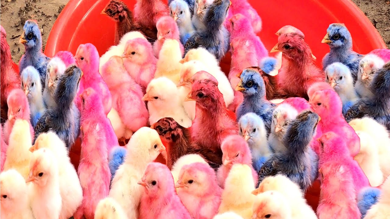 Top 5 Video Catch Animal, Cute Duck, Colorful Chickens, Rainbow Chickens, Animal Care 💦💚💕😍😍💙💕.