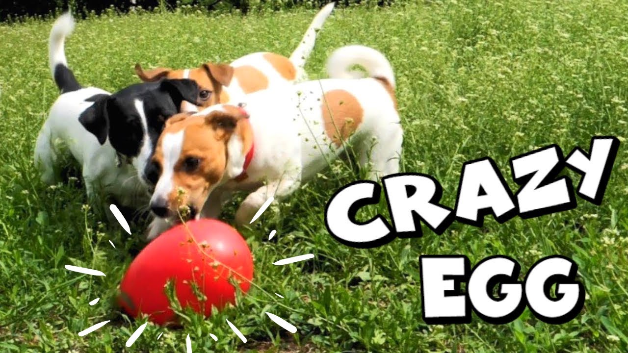 Jolly Egg Dog Toy | My Dogs Plaing with a Jolly Egg